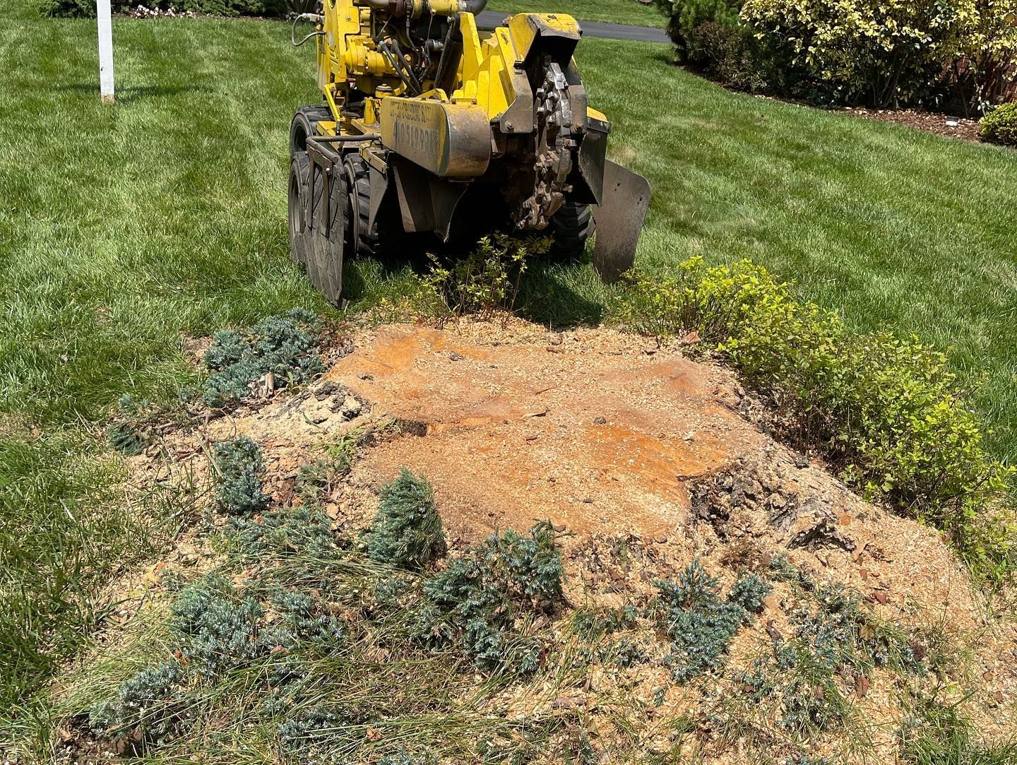 A yellow stump grinder is cutting a tree stump in the grass.