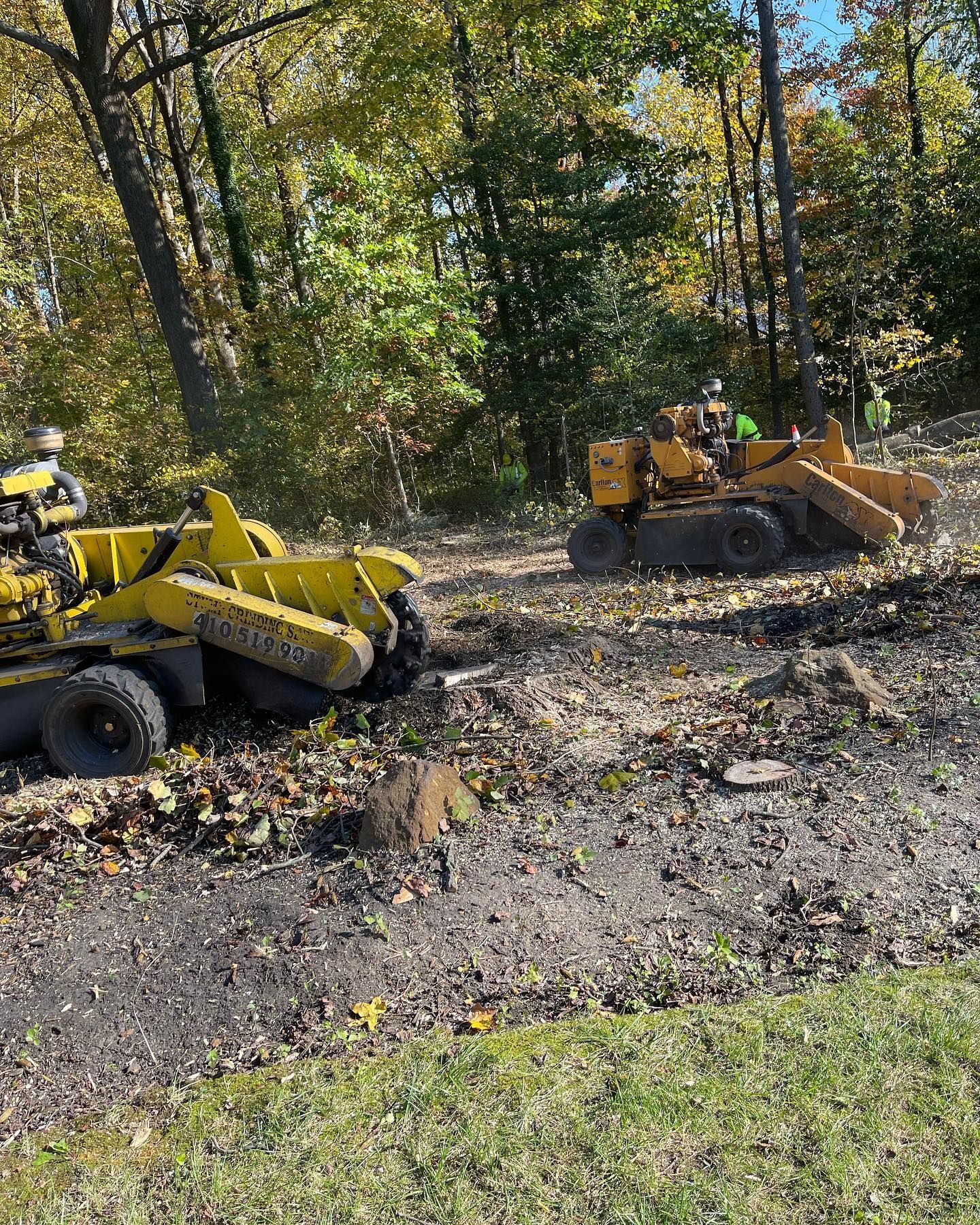Two yellow tractors are cutting down a tree stump in the woods.