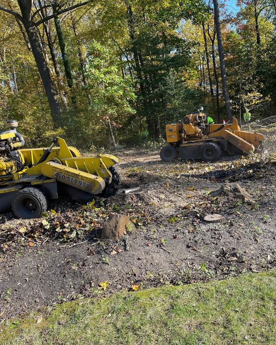 Two yellow tractors are cutting down a tree stump in the woods.