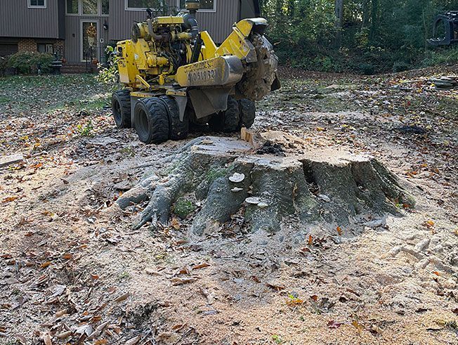 A yellow stump grinder is cutting a tree stump in a yard.