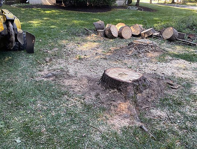 A tree stump is sitting in the middle of a lush green field.
