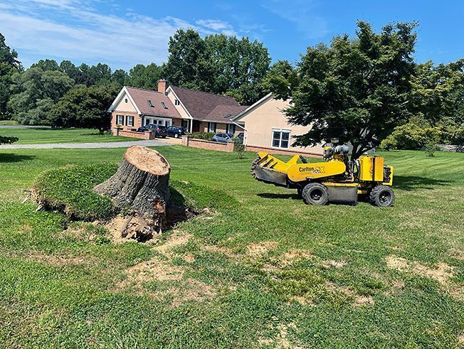 A yellow stump grinder is cutting a tree stump in the dirt.