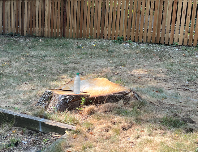 Economy Stump Grinding & Removal gallery 8