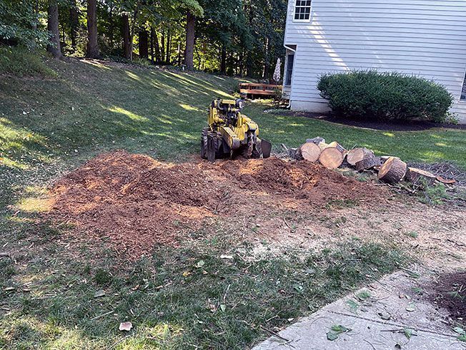 A stump grinder is cutting a tree stump in a yard.