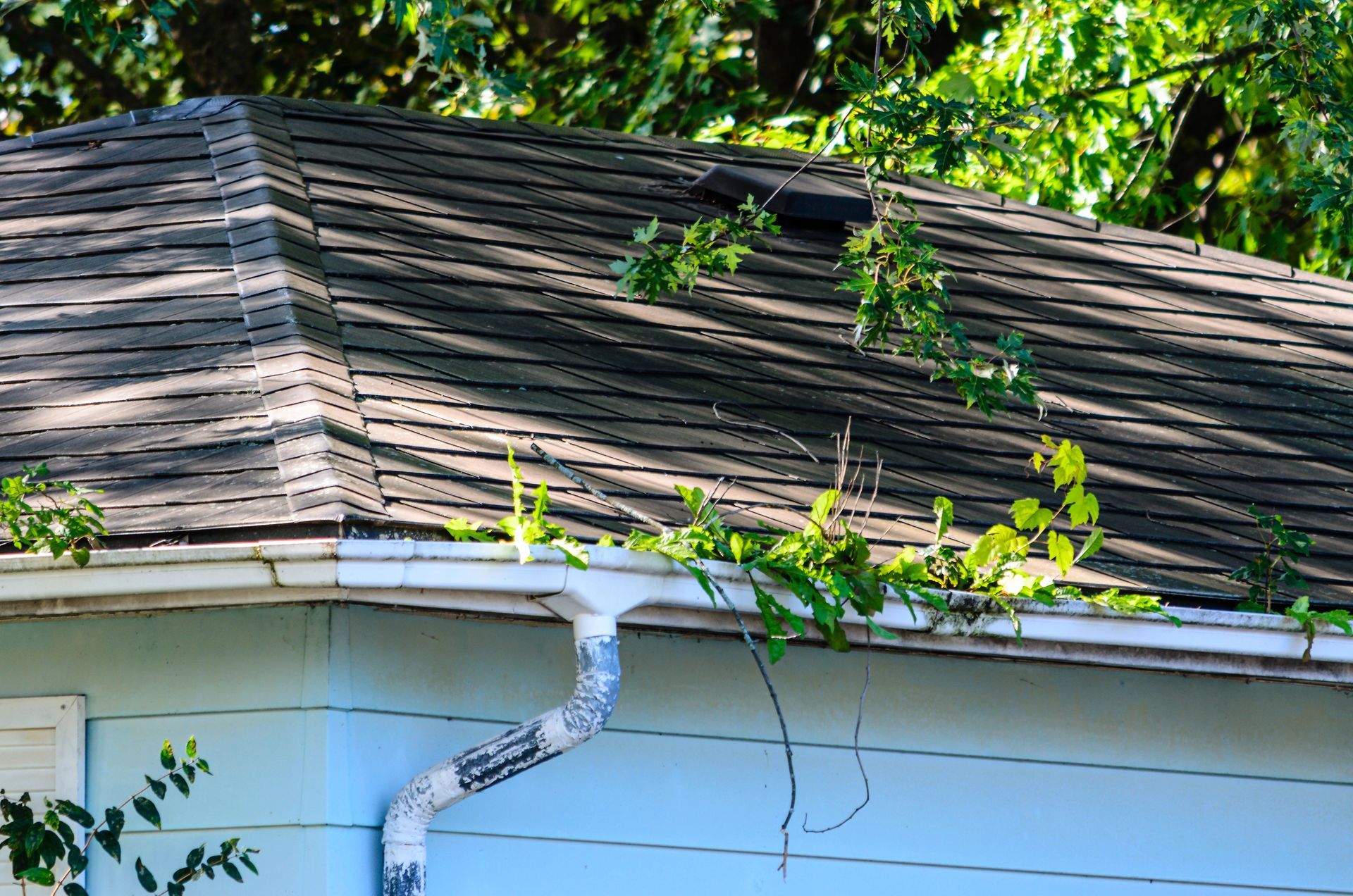 plants growing out of a roof gutter