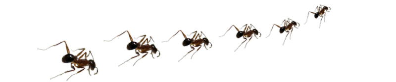 A group of ants are walking in a row on a white background.