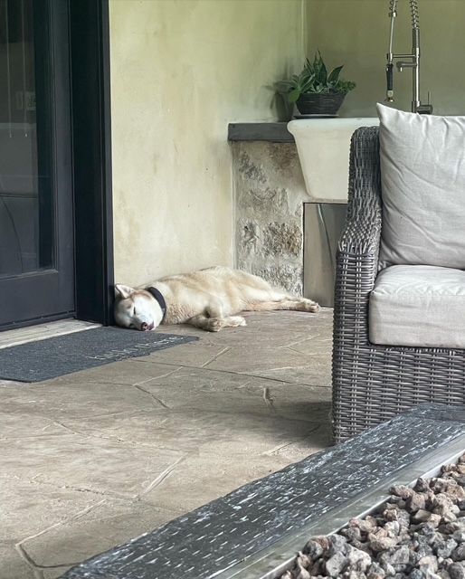 A dog is laying on the floor next to a wicker chair.