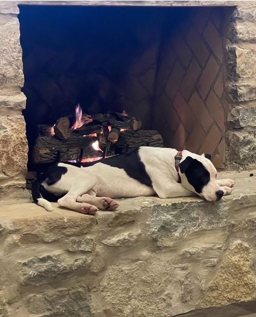 A black and white dog is laying in front of a fireplace.