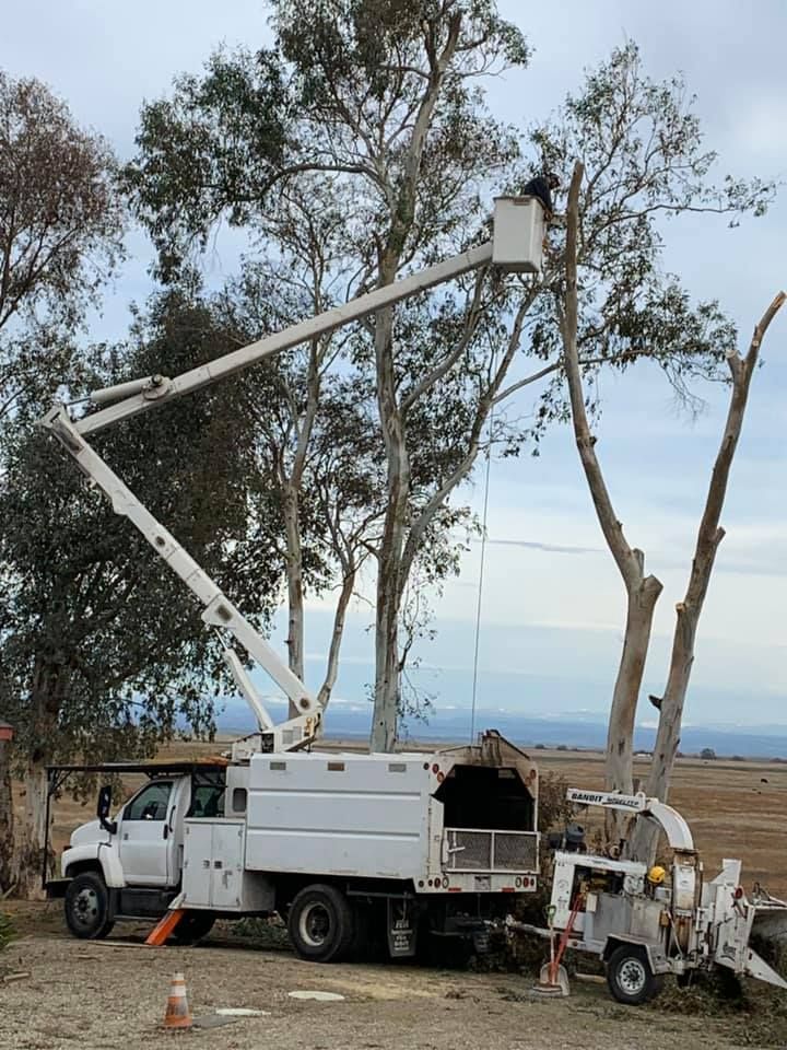 A white truck with a crane on top of it is cutting a tree.
