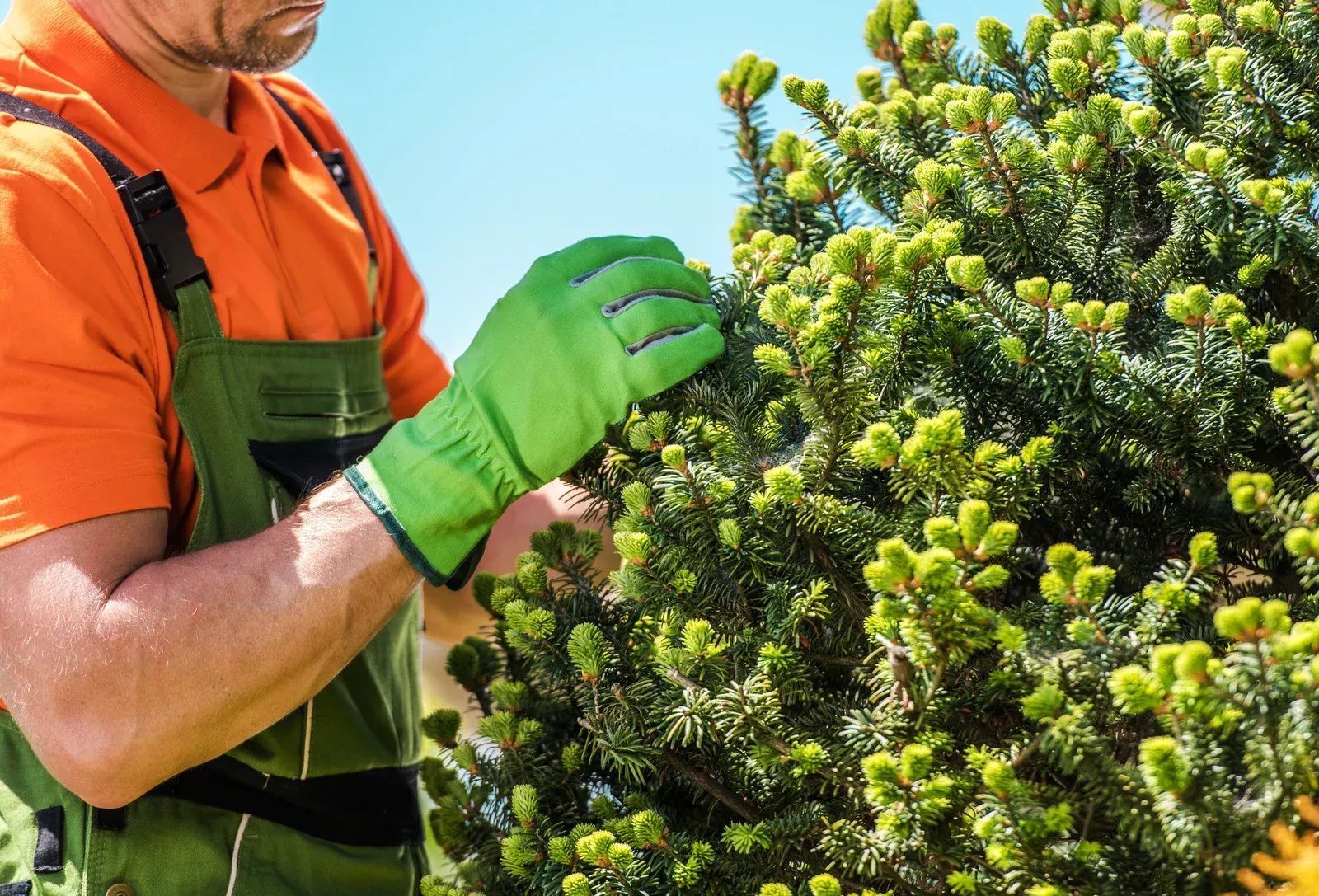 A man wearing green gloves is pruning a tree.