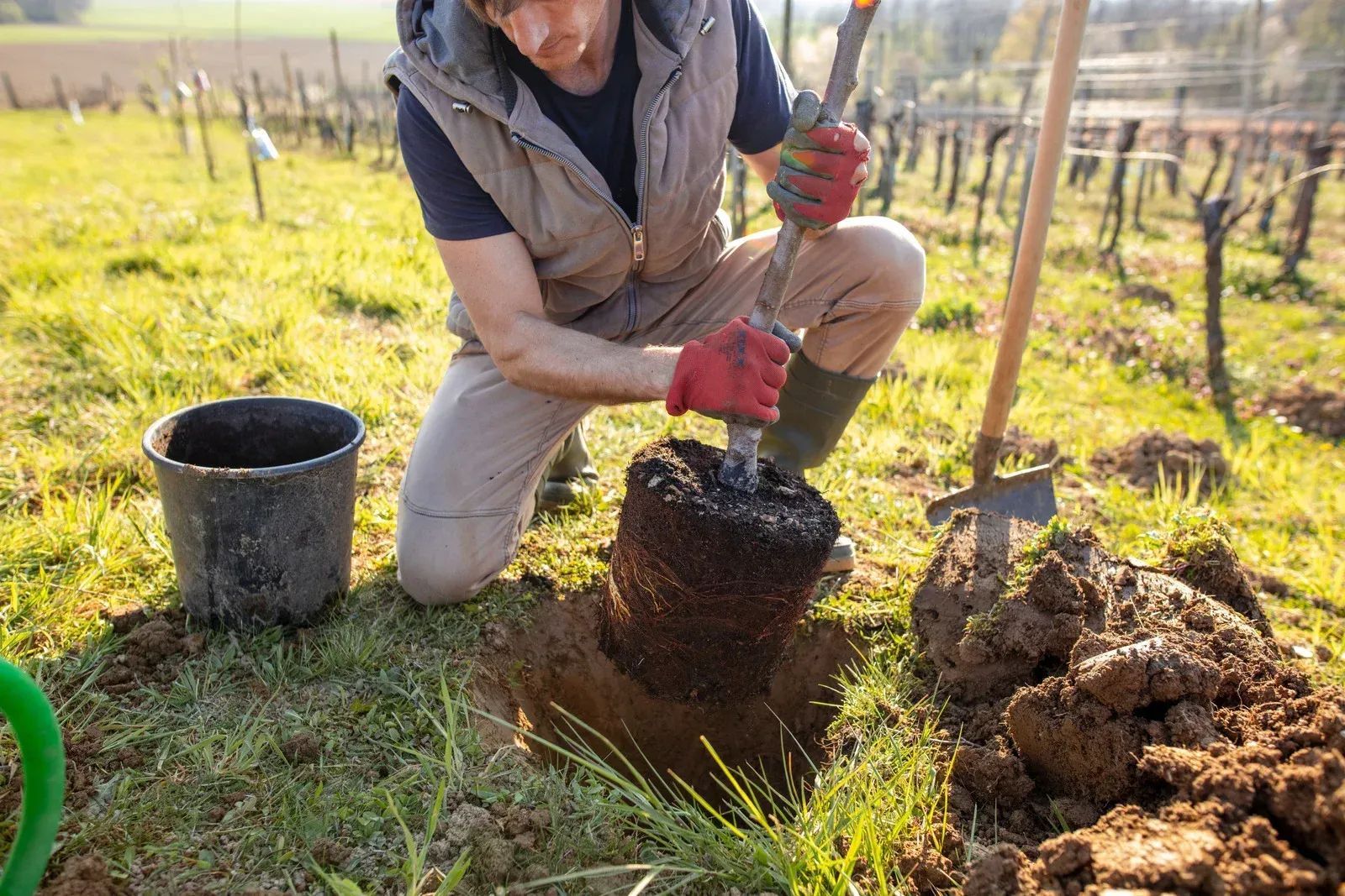 Person planting a tree in a sunny field. Holds a tree root ball, wearing gloves. A shovel, bucket, and grass surround the hole.