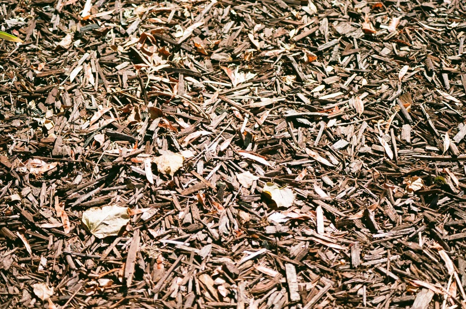 Brown wood mulch covering ground.