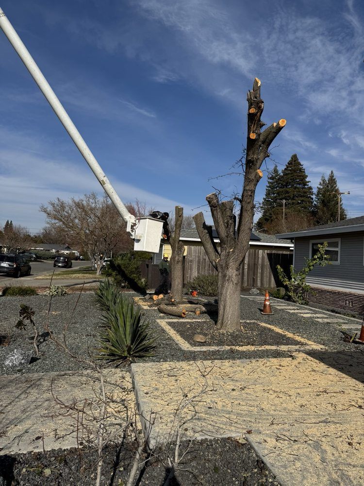 A tree is being cut down by a crane in front of a house.