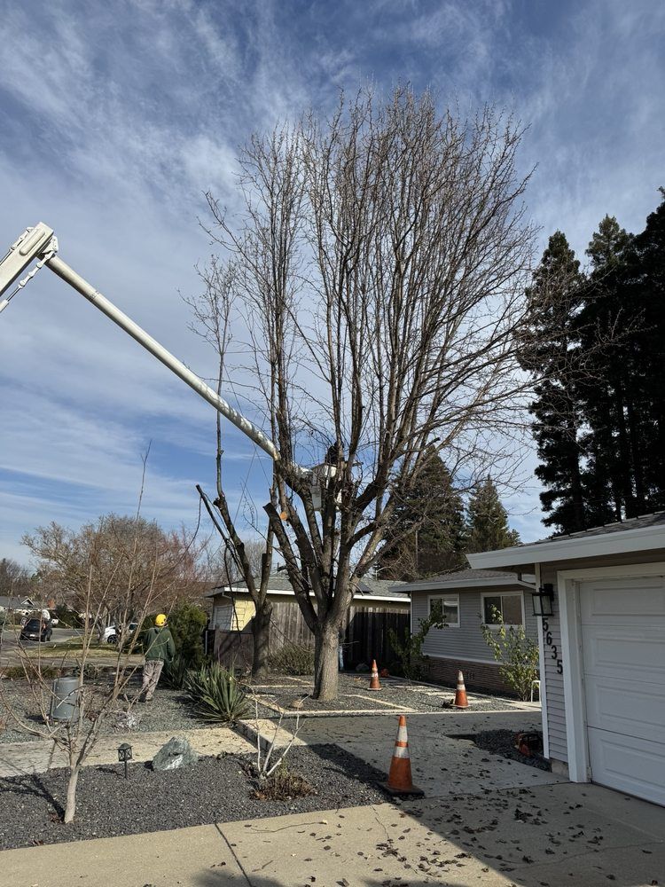 A crane is cutting a tree in front of a house.