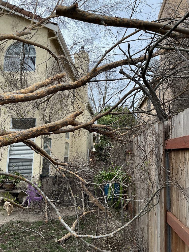 A tree branch is hanging over a wooden fence in front of a house.