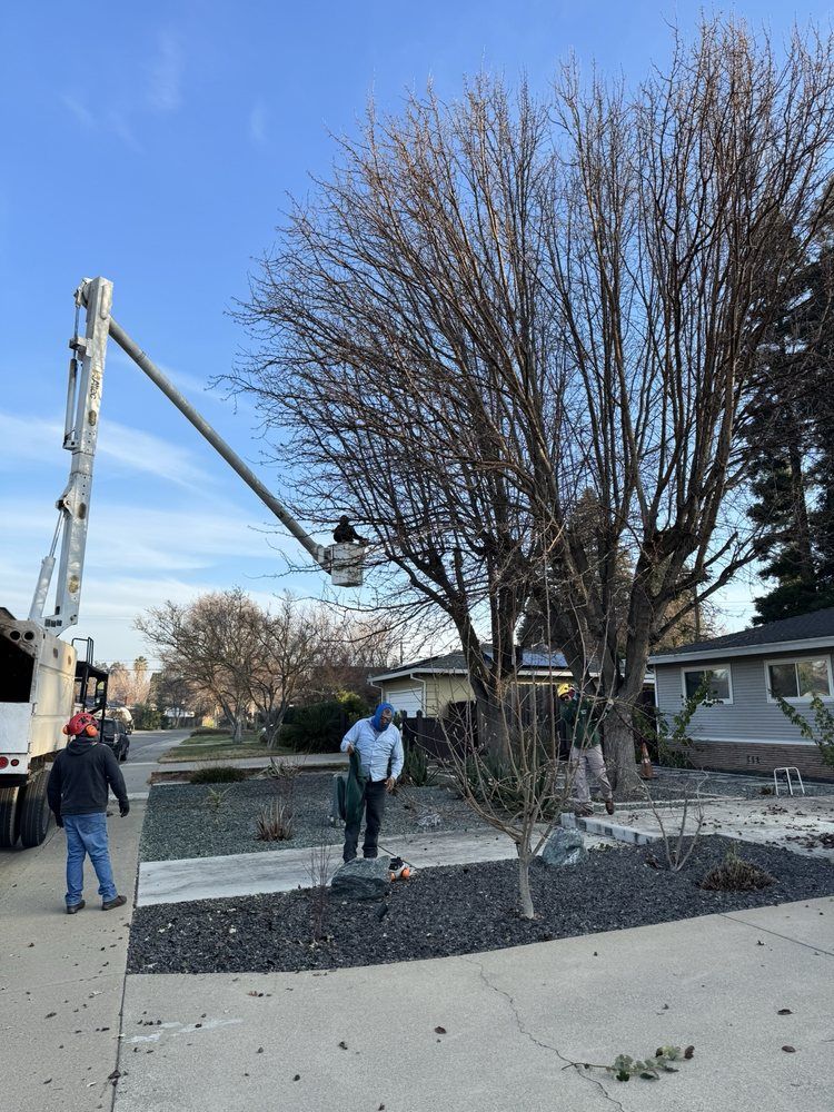 A man is cutting a tree with a crane.