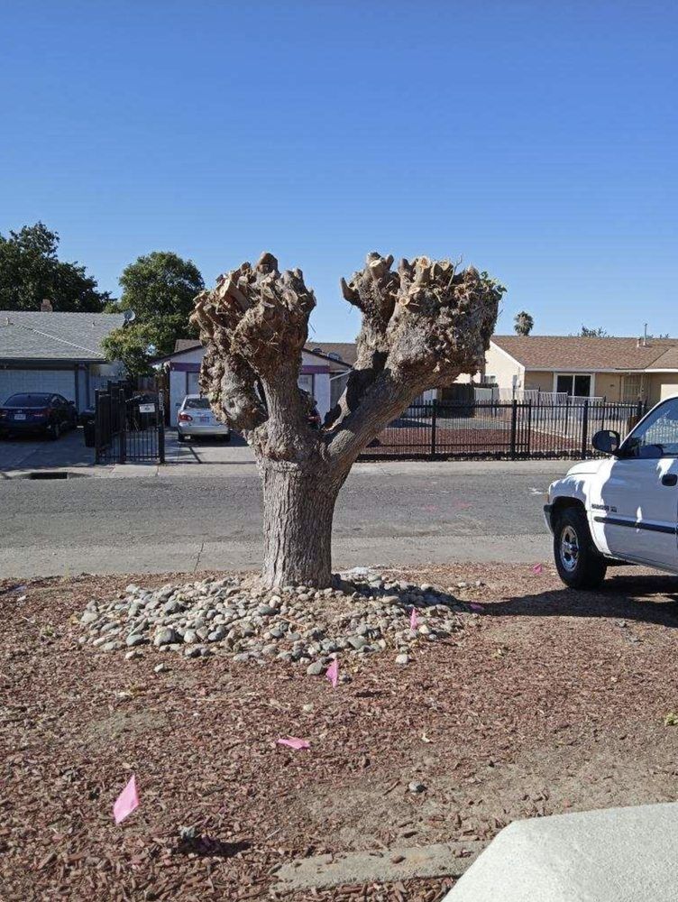 A white truck is parked in front of a tree