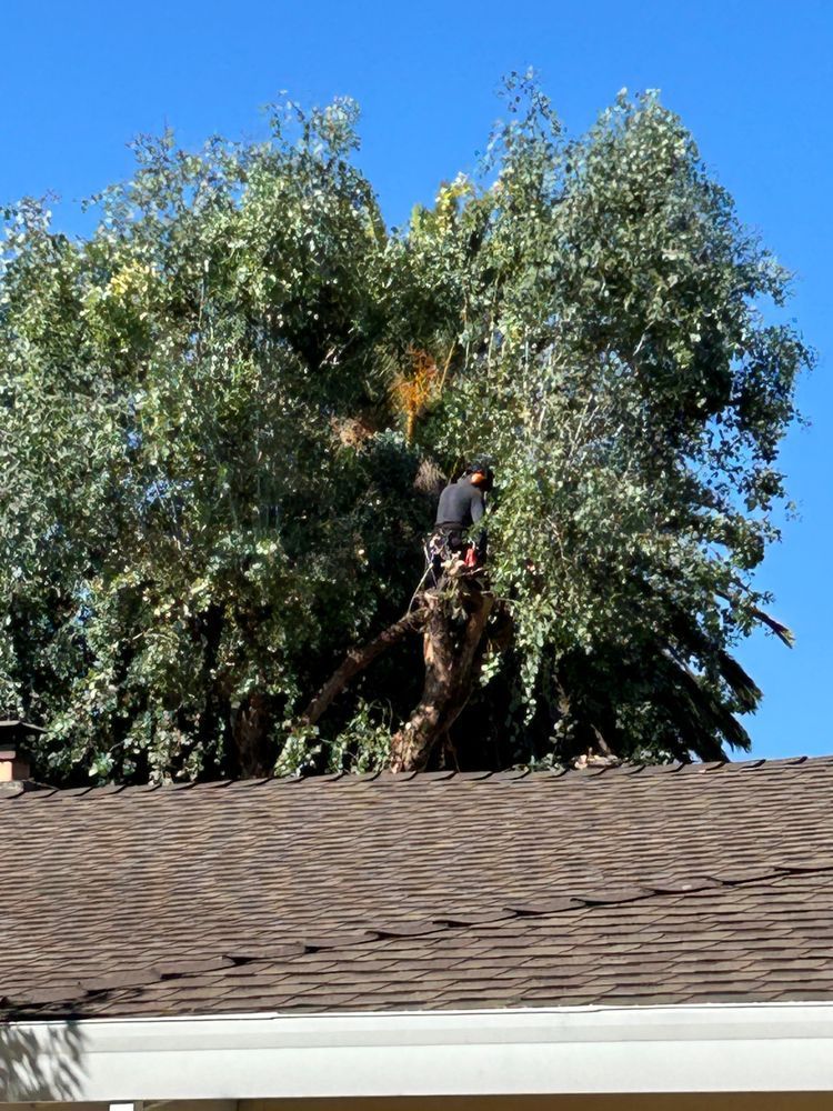 A man is climbing a tree on the roof of a house.