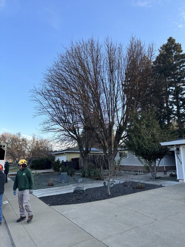 A group of people are walking down a sidewalk in front of a house.