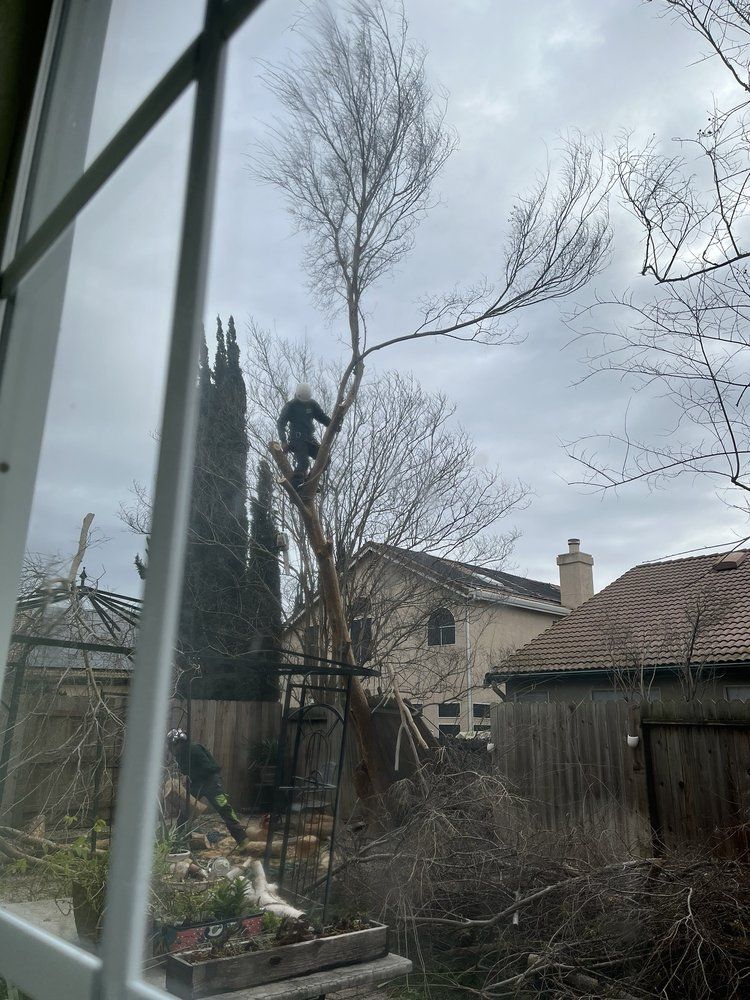 A man is climbing a tree in front of a house.