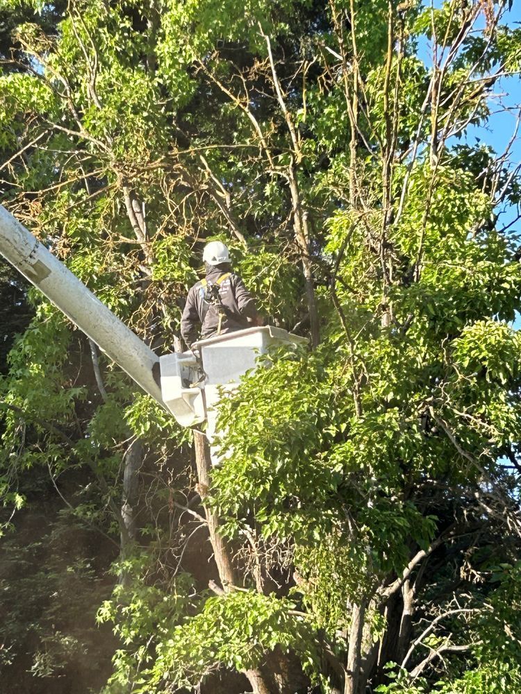 A man in a bucket is cutting a tree.