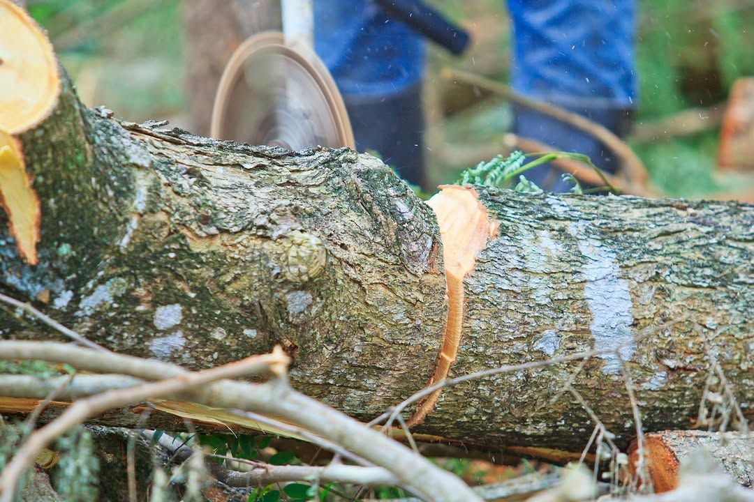 A person is cutting a tree with a chainsaw.
