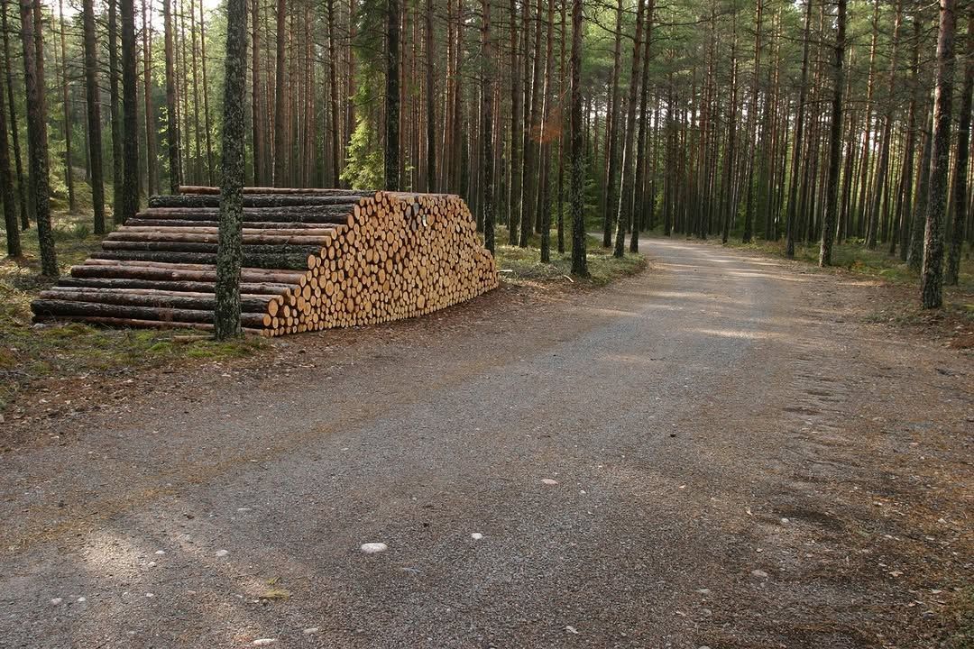 A pile of logs is sitting on the side of a dirt road in the middle of a forest.