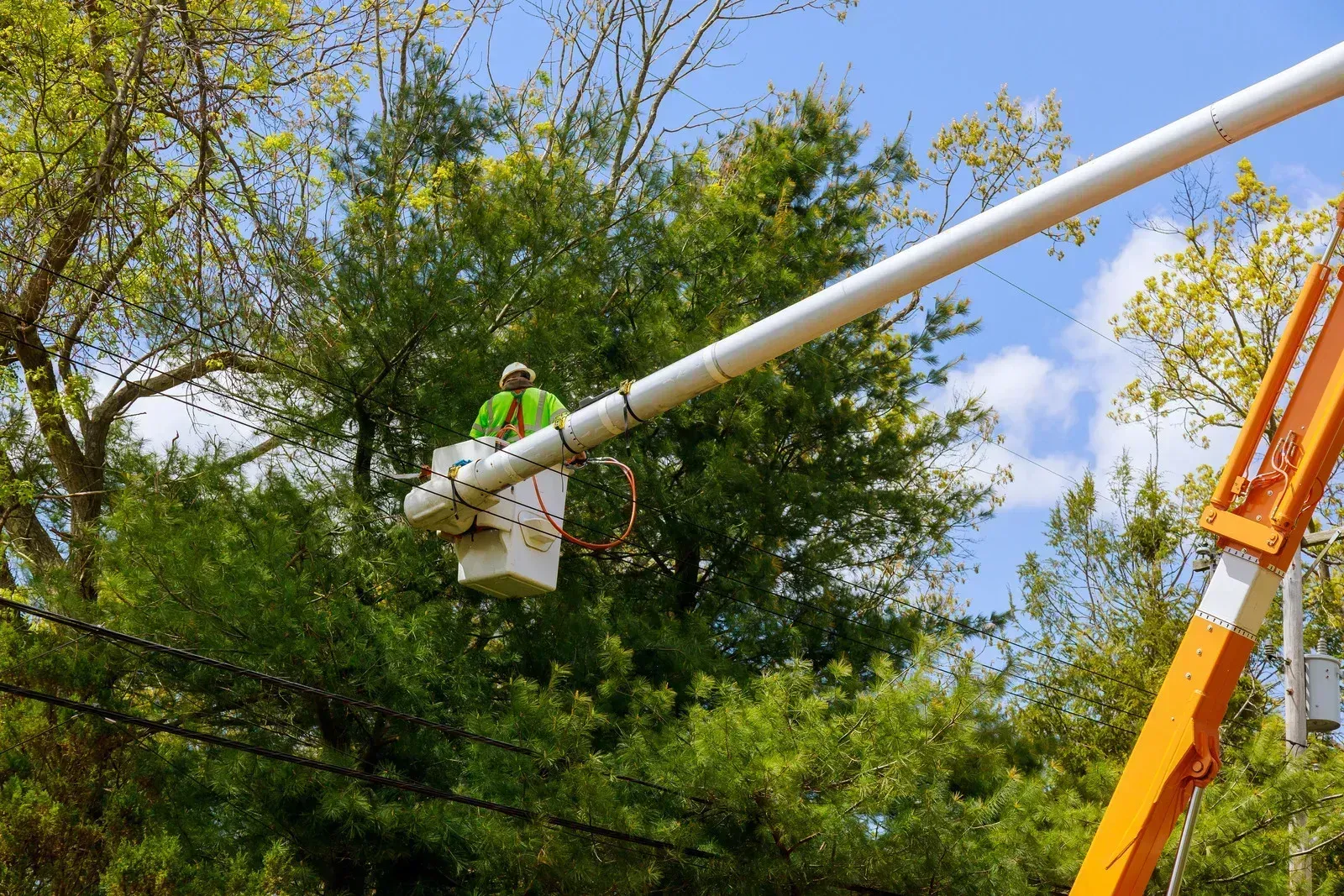 A man is cutting a tree with a crane.