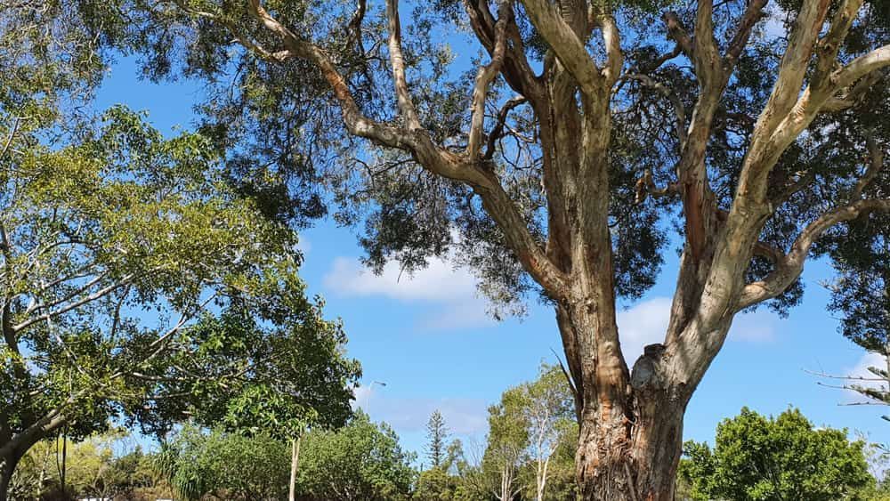 Tree With Lots Of Branches And Leaves Against A Blue Sky — Gold Coast Roof Repairs in Ashmore, QLD