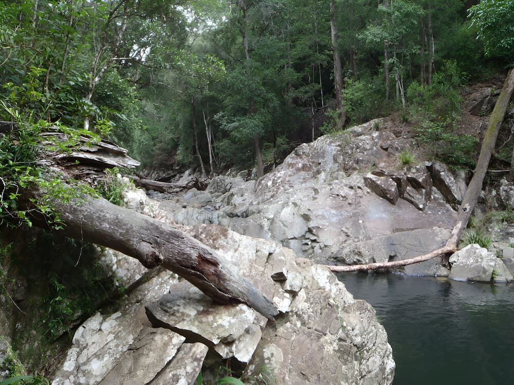 A Tree Branch Is Hanging Over A Body Of Water In The Woods — Gold Coast Roof Repairs in Mudgeeraba, QLD