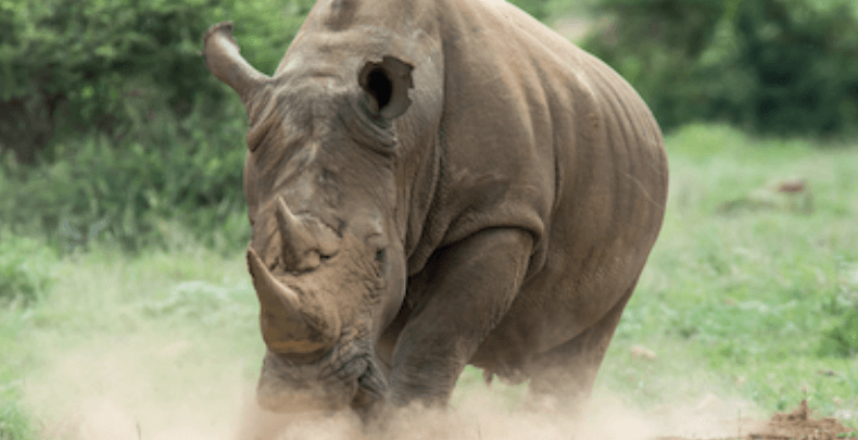 A rhinoceros is running through a grassy field.