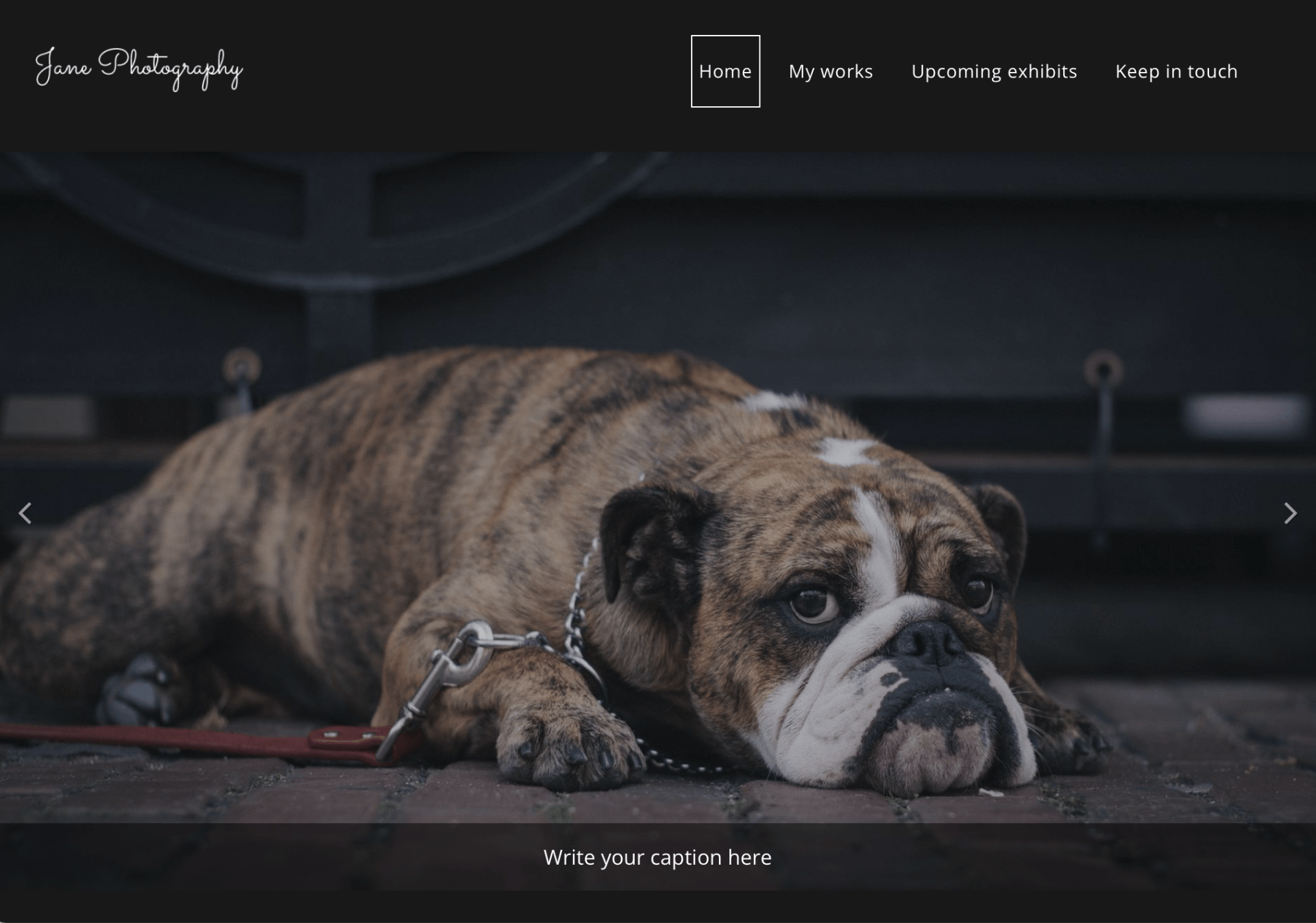 A bulldog is laying down on the ground with a leash around its neck.