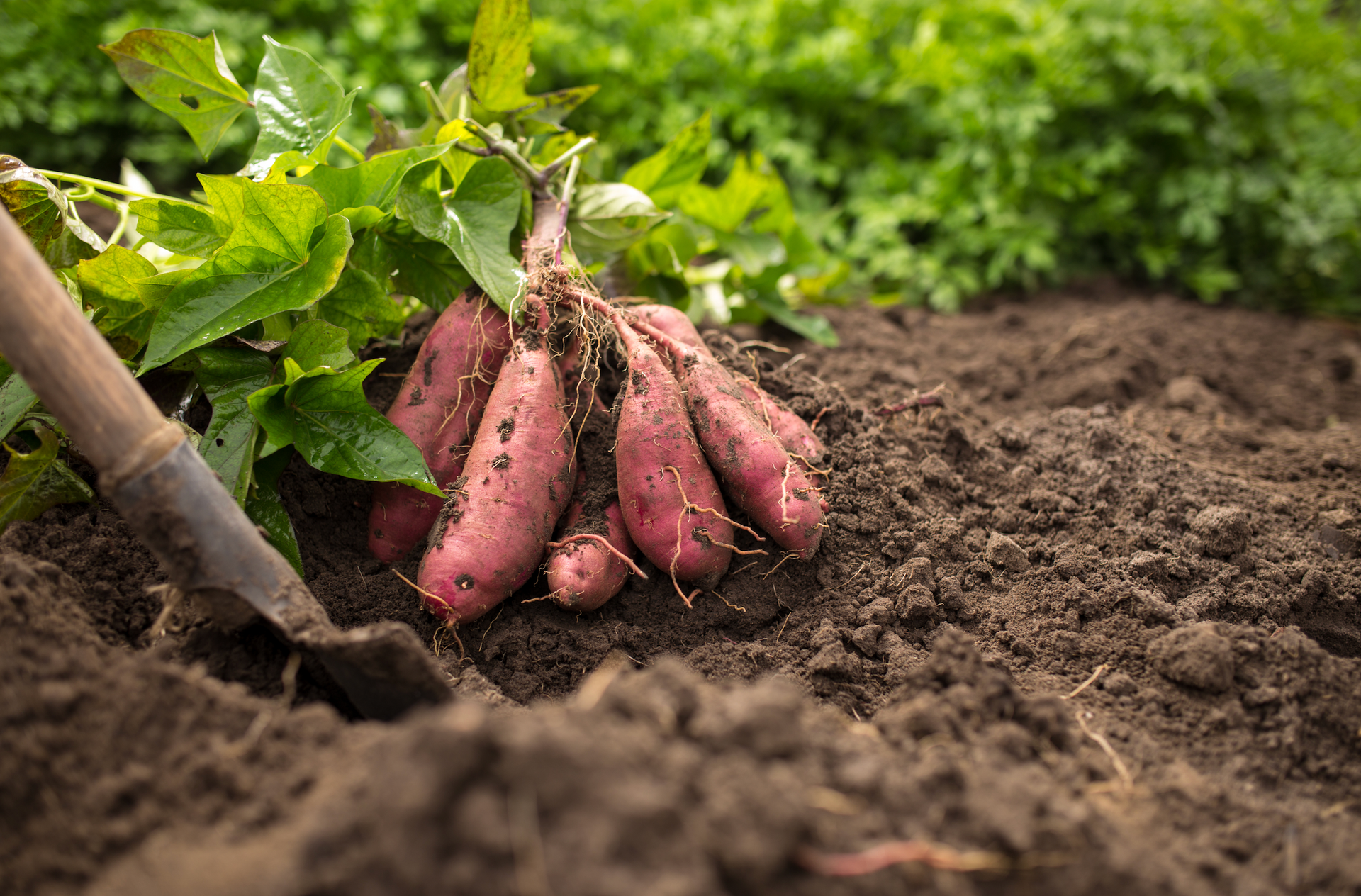 A bunch of sweet potatoes are being dug out of the ground with a shovel.