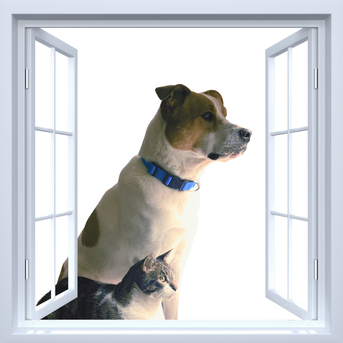 Cat and dog are waiting for Selma.