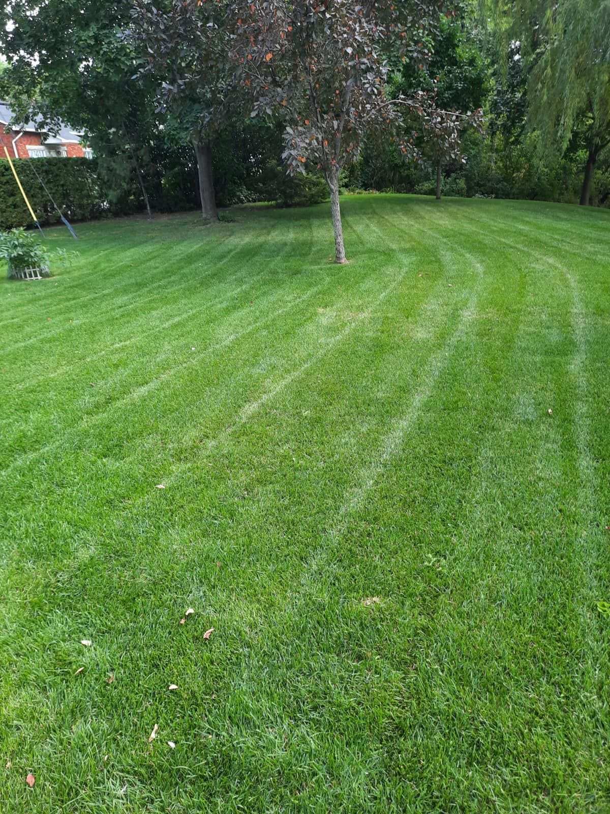 Une pelouse verdoyante avec un arbre en arrière-plan et une tondeuse à gazon au premier plan.