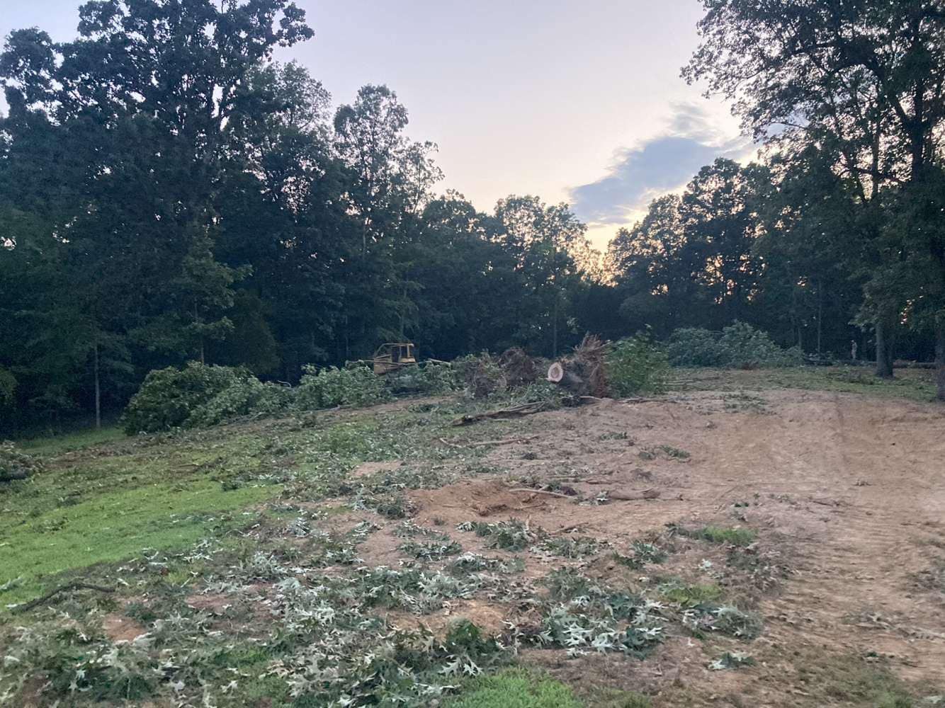 A dirt lot recently cleared of trees, with cut branches scattered across the ground in front of a dense forest at sunset.