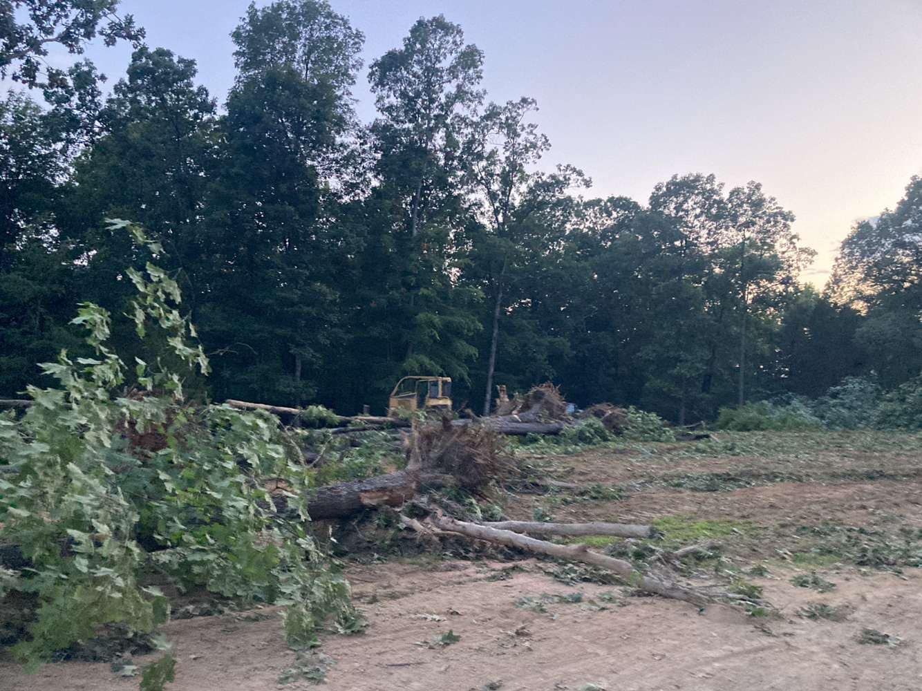 A bulldozer works in a clearing at the edge of a dense forest where trees have been recently cut down.