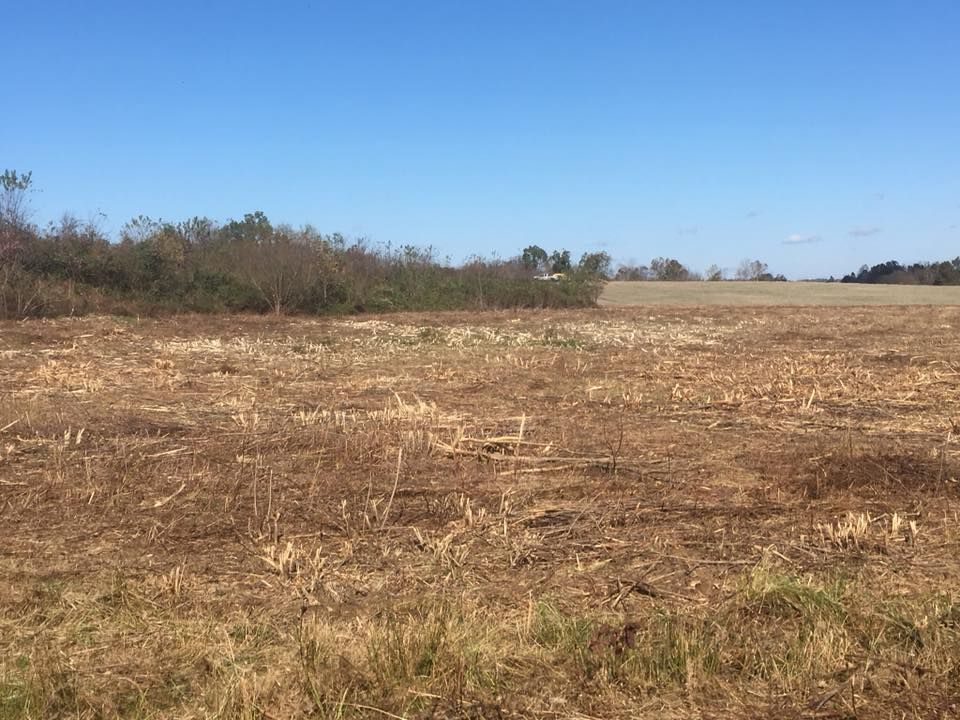 A harvested field of dry, light brown corn stalks under a clear blue sky, bordered by a line of trees in the background.