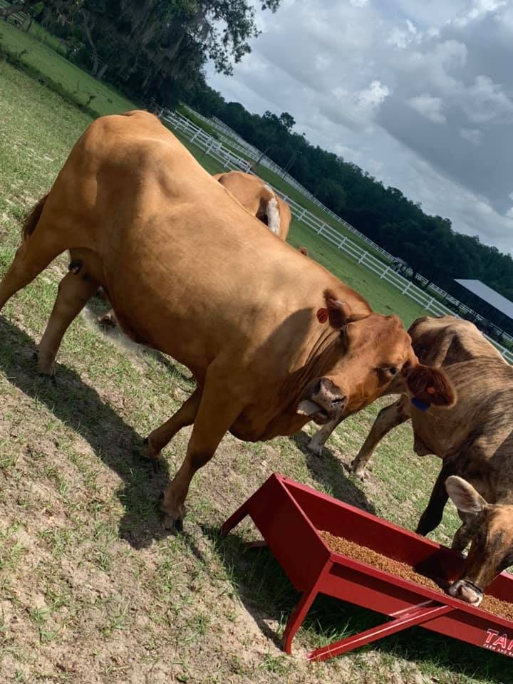 Rowdy Cattle Company