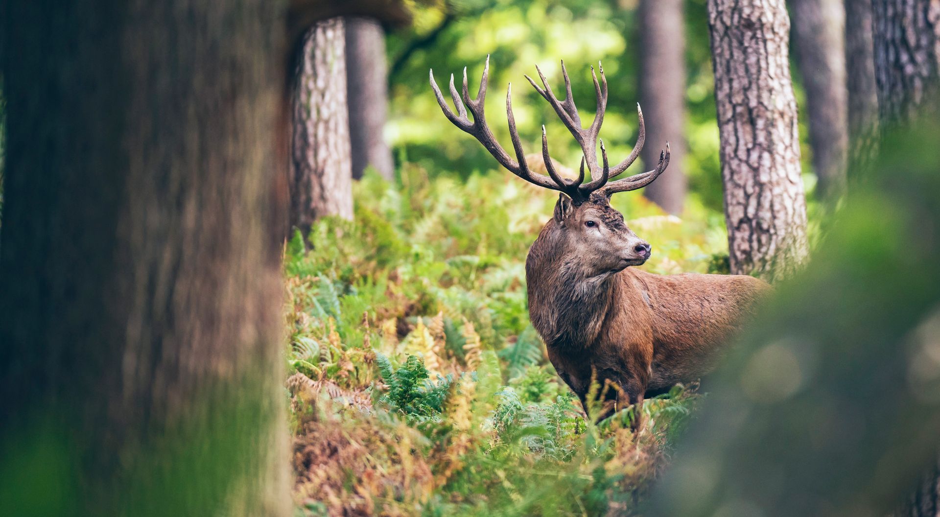 A deer with antlers is standing in the middle of a forest.