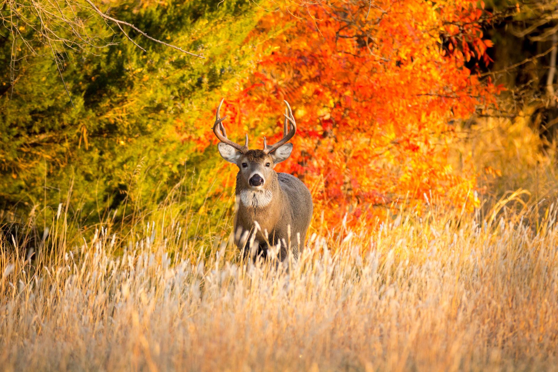Deer with antlers in tall grass, autumn leaves in background.
