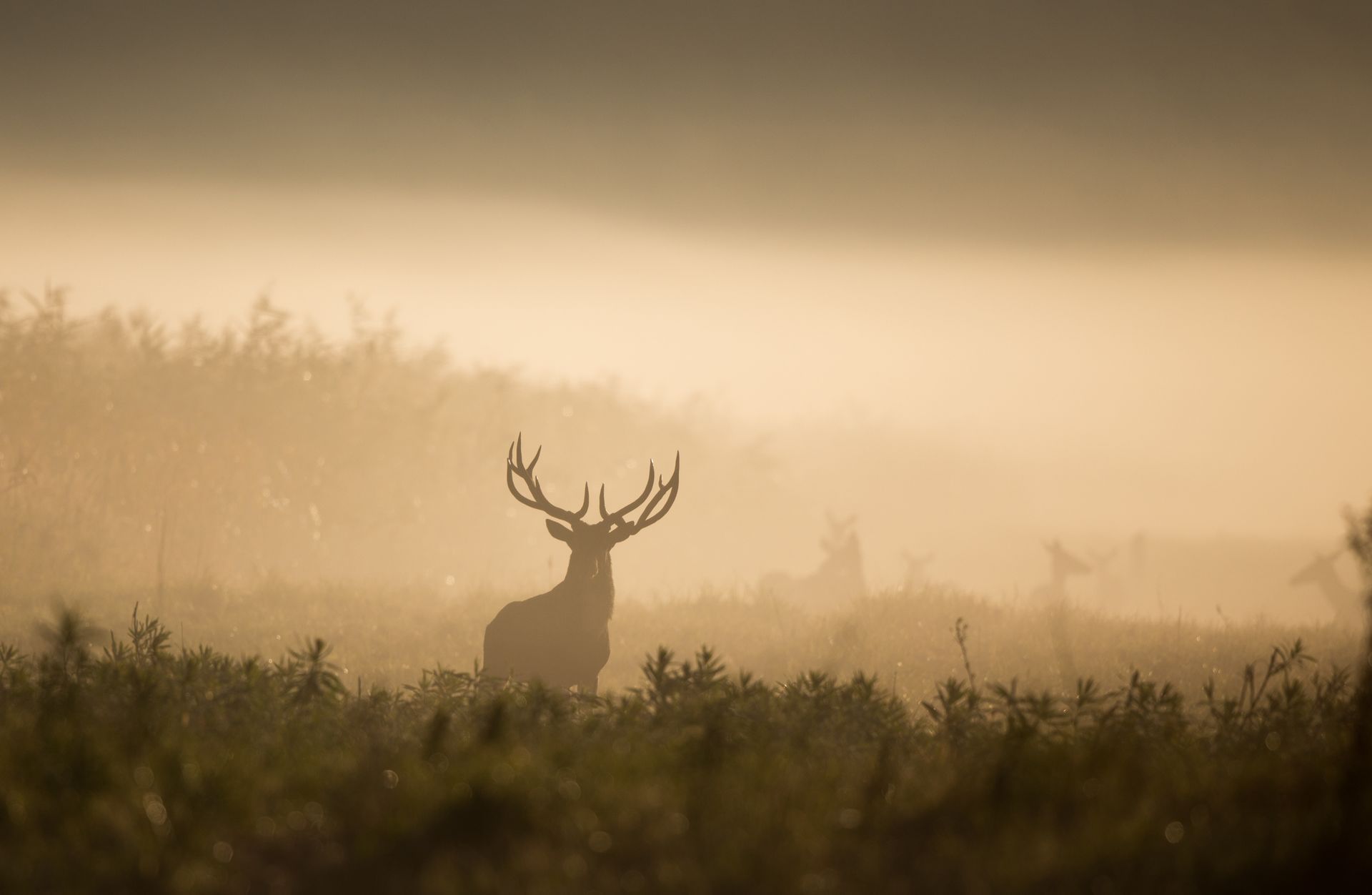 A silhouetted deer with large antlers stands in a misty field at sunrise.