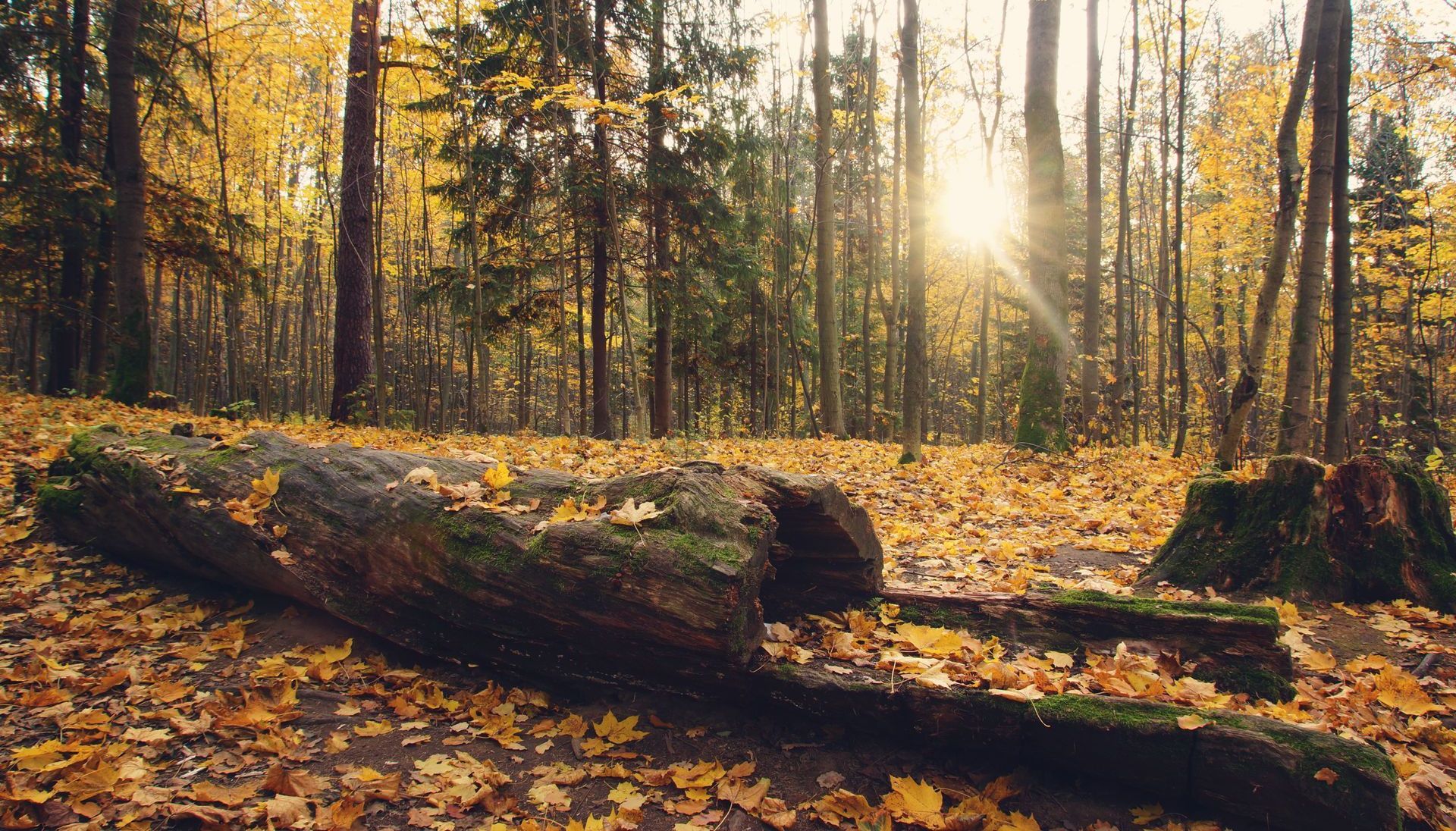 The sun is shining through the trees in the autumn forest