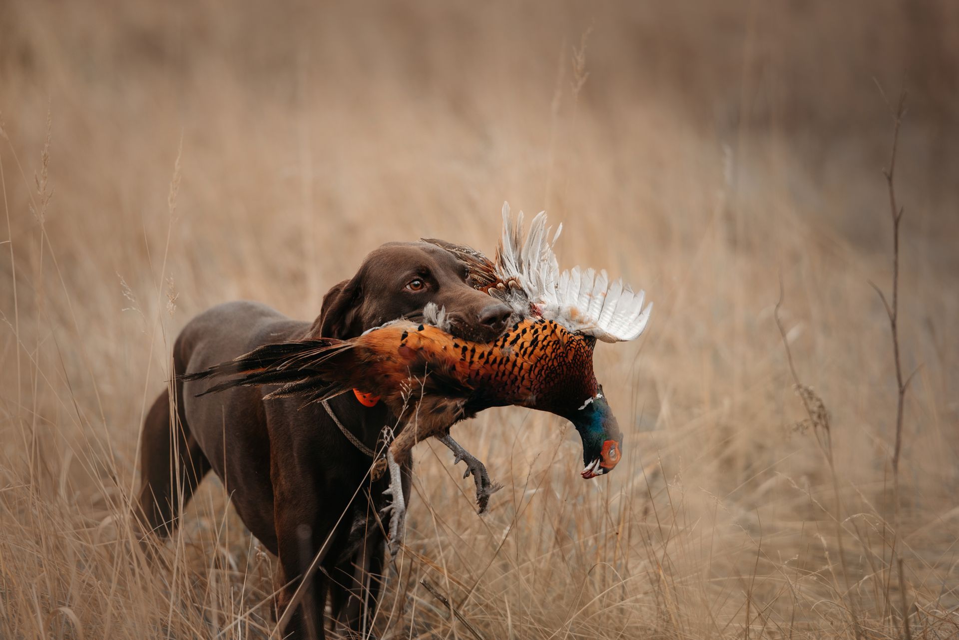 A dog is holding a pheasant in its mouth in a field.
