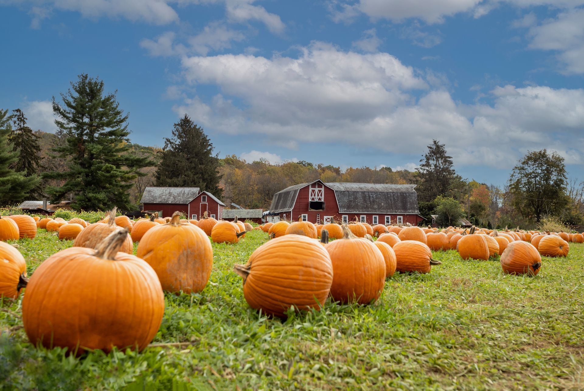 Pumpkin patch with orange pumpkins on green grass, red barn in background.