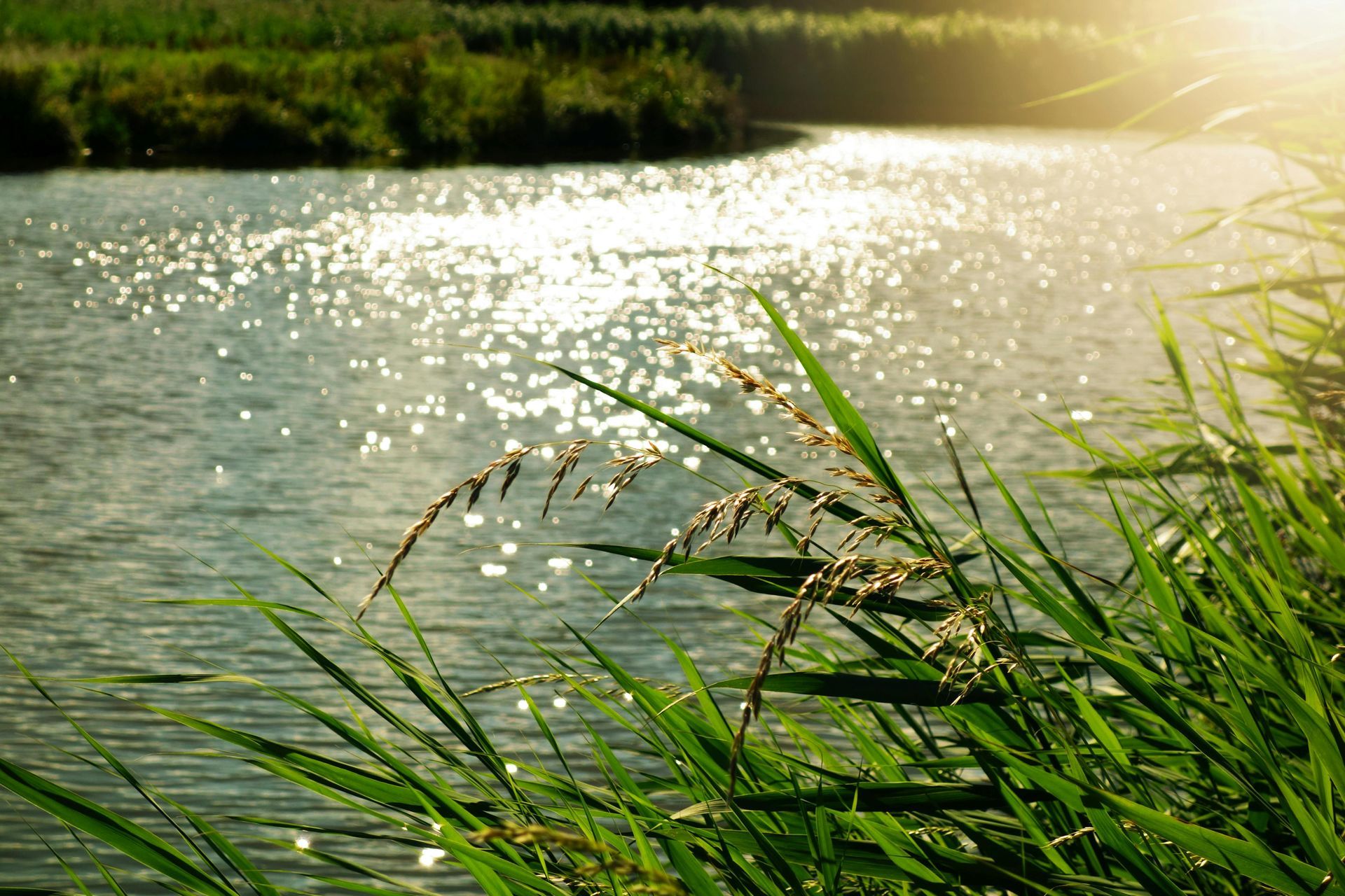 The sun is shining on the water and the grass is blowing in the wind.