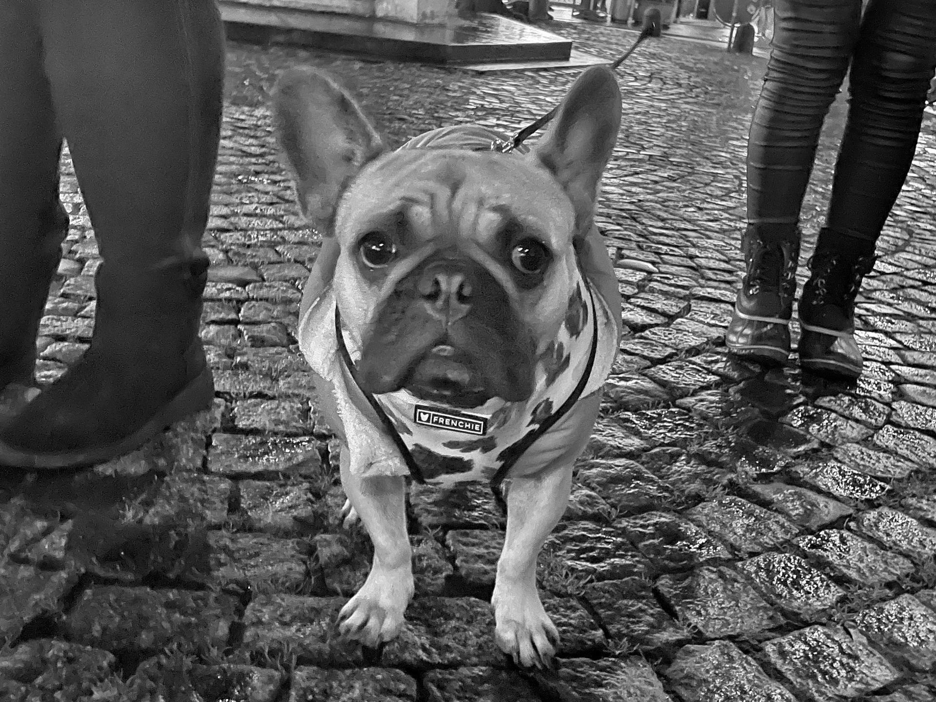 A black and white photo of a french bulldog standing on a cobblestone street.