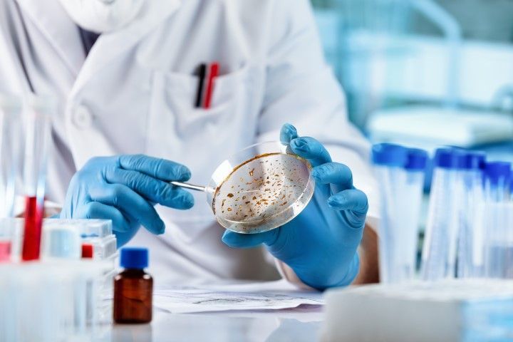 Scientist in lab coat and gloves examining petri dish containing sample with tweezers.