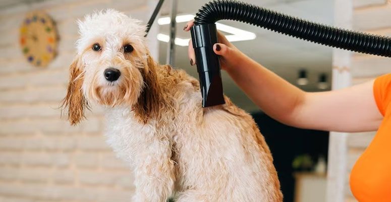 puppy blow dryer