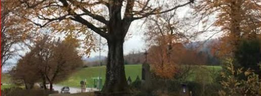 Holy Beech, Seeburg, Meggen